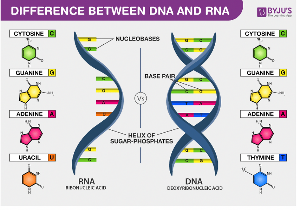 DNA vs. RNA