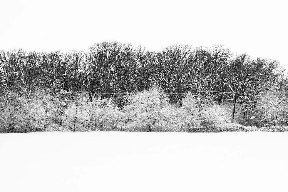 trees, snow