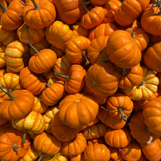 orange gourds for decoration