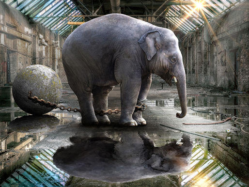 Der Elefant: Warum wir an alten Glaubenssätzen festhalten!