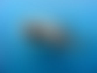 Survival Of The Kindest