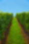 SteillagenTerroir.jpg