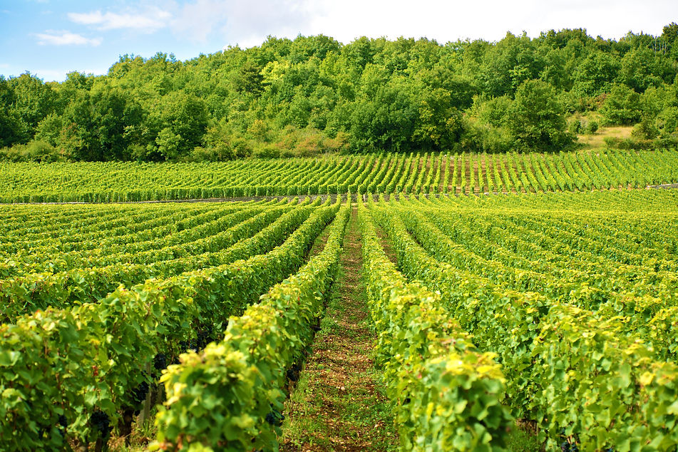 vineyard-france.jpg