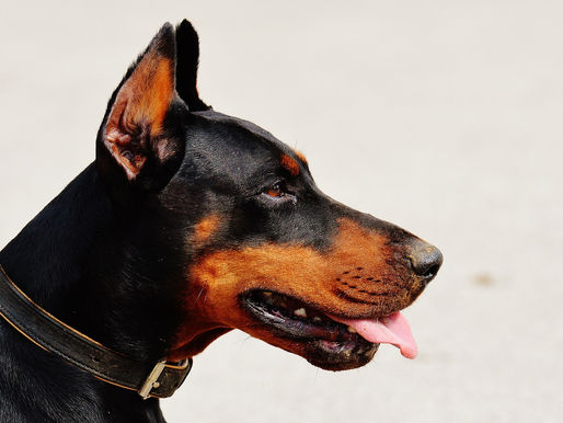 Governo do Paraná vai comprar 93 cães para reforçar atividades policiais e de salvamento