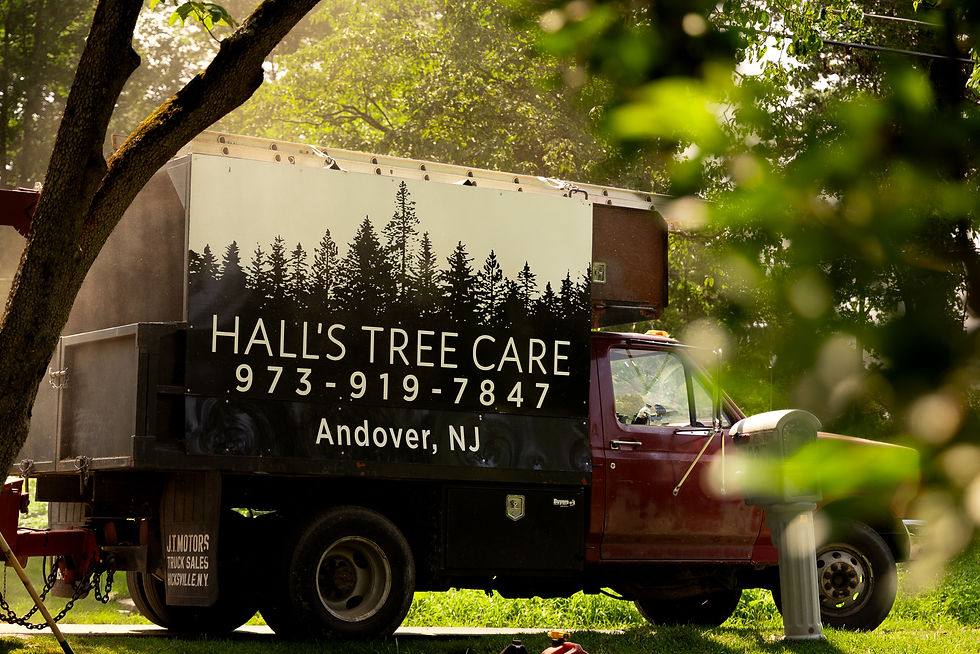 Tree Service Hall's Tree Care