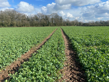 Adapting to Adversity: Navigating Unpredictable Weather and Intelligent Farming Strategies in March 2024
