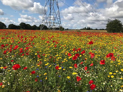 A field of flowers