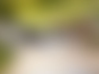 Бездомные стаи