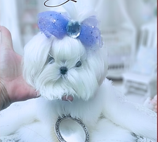 Bimbette Teacup 2.PNG