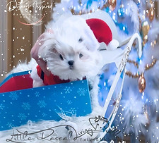 JPEG babette boy 1 _edited.jpg