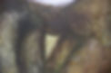We are the Land (eye detail).jpg