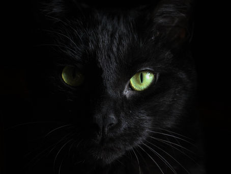 Sheer Magic - Why Black Cats Rule