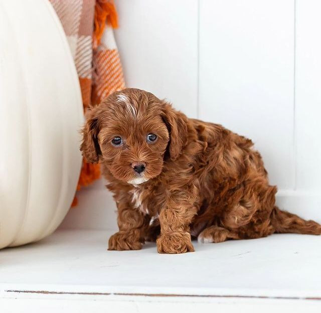 Meet Mojito Teacup F1B Cavapoo Puppy For sale