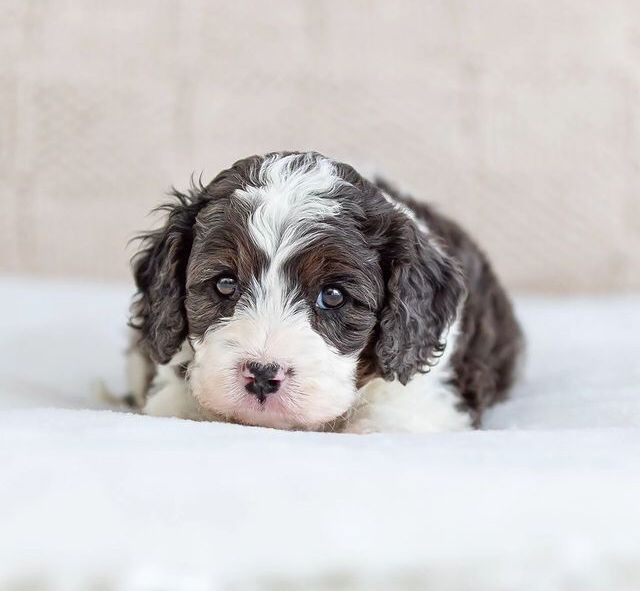 Meet Falcon F1B Cavapoo Puppy