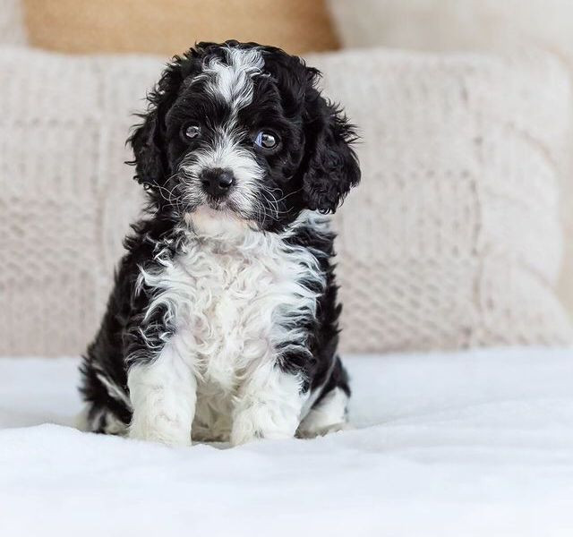 Meet Raven F1B Cavapoo Puppy