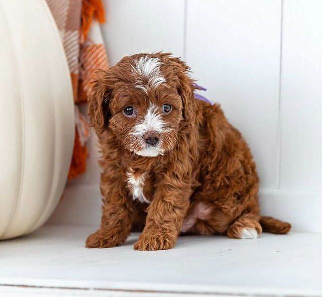 Meet Daiquiri Teacup F1B Cavapoo Puppy For Sale