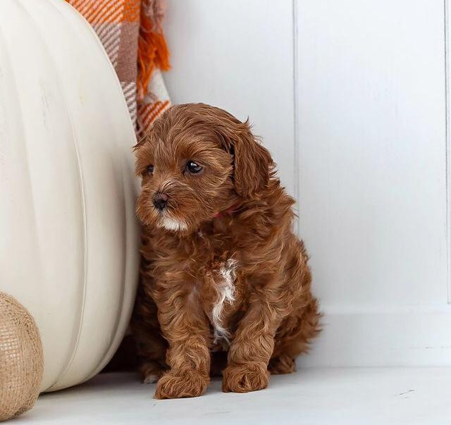 Meet Sangria Teacup F1B Cavapoo Puppy For Sale