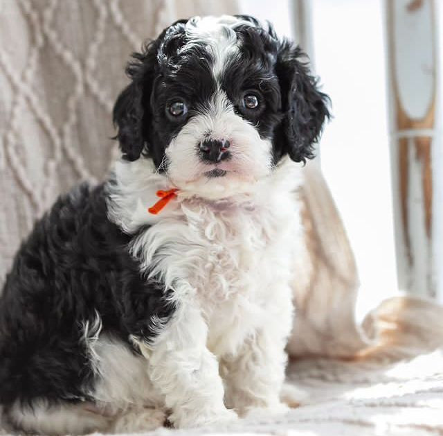 Meet Calliope F1B Cavapoo puppy