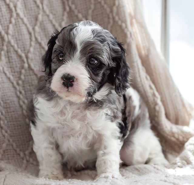 Meet Sparrow F1B Cavapoo Puppy