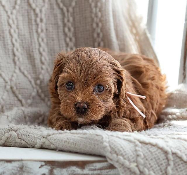 Meet Julep Teacup Cavapoo Puppy For Sale