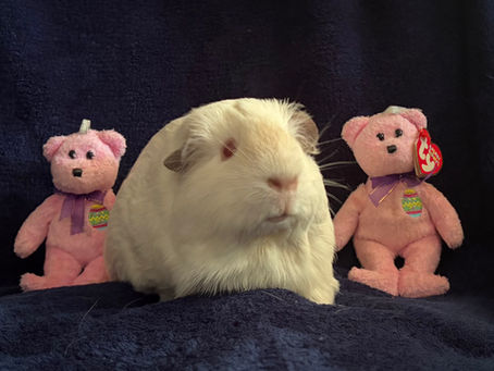 Bonding Guinea Pigs