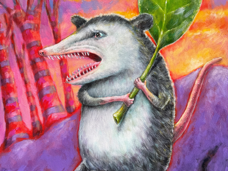 Pissed Off Possum
