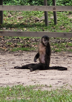 macaco.png