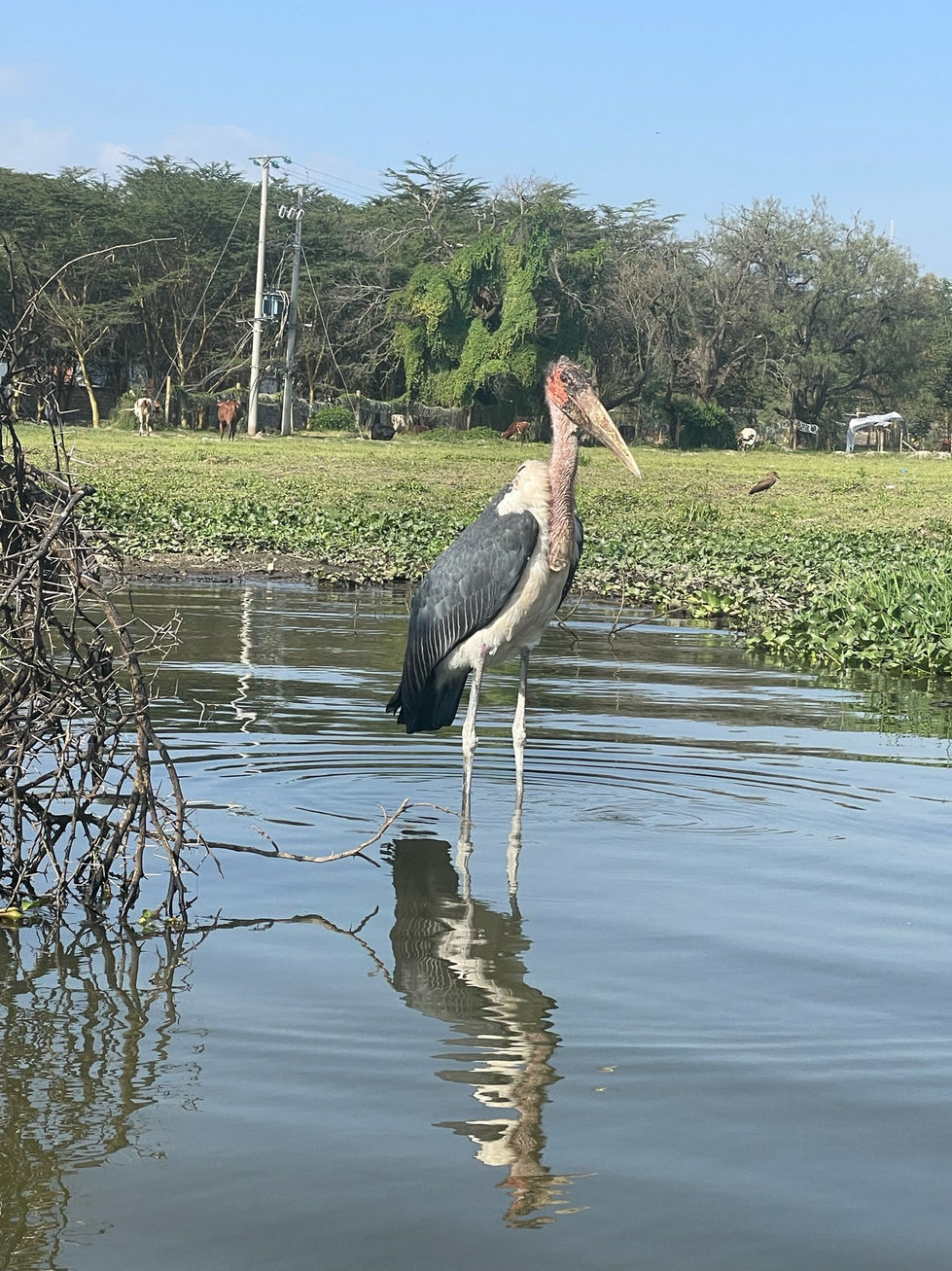 Lake Naivasha 