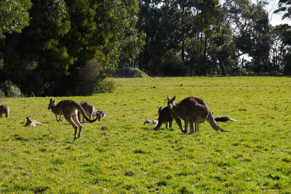 Kangaroo Reserve, Melbourne 