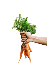 carrot png.png