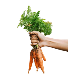 carrot png.png