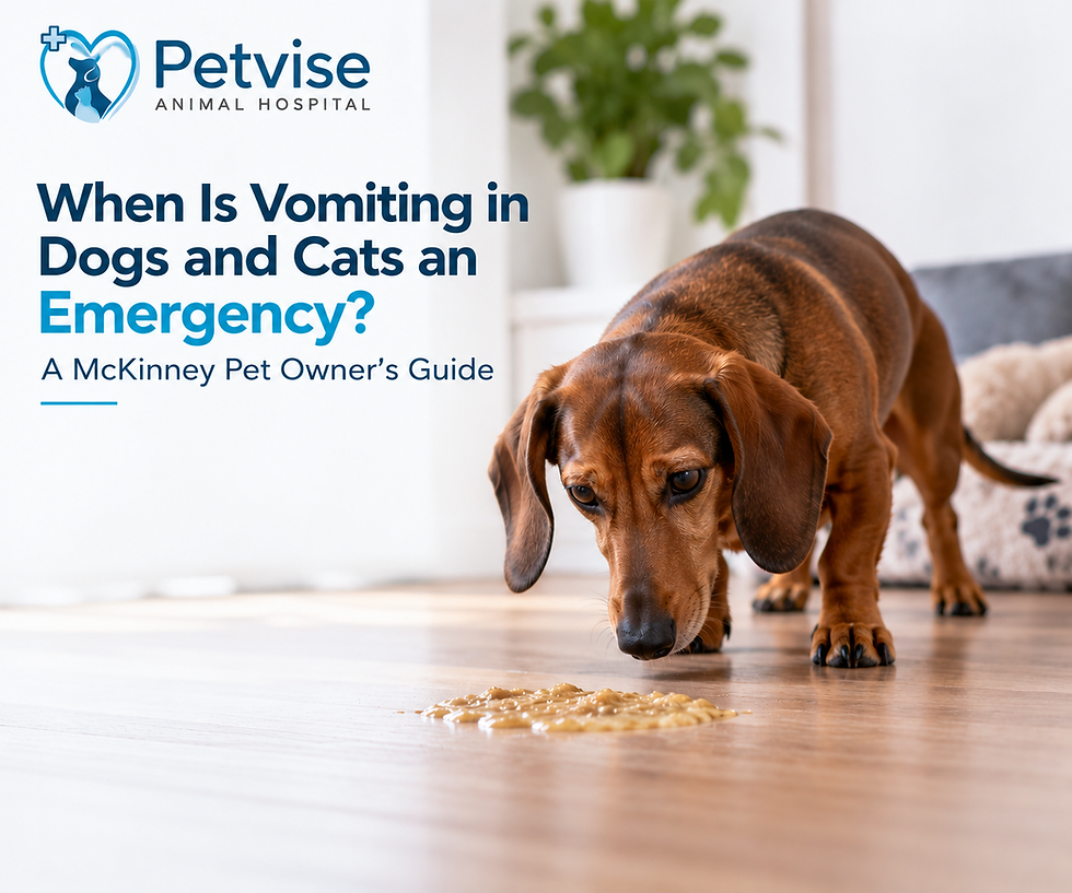 When Is Vomiting in Dogs and Cats an Emergency? A McKinney Pet Owner’s Guide
