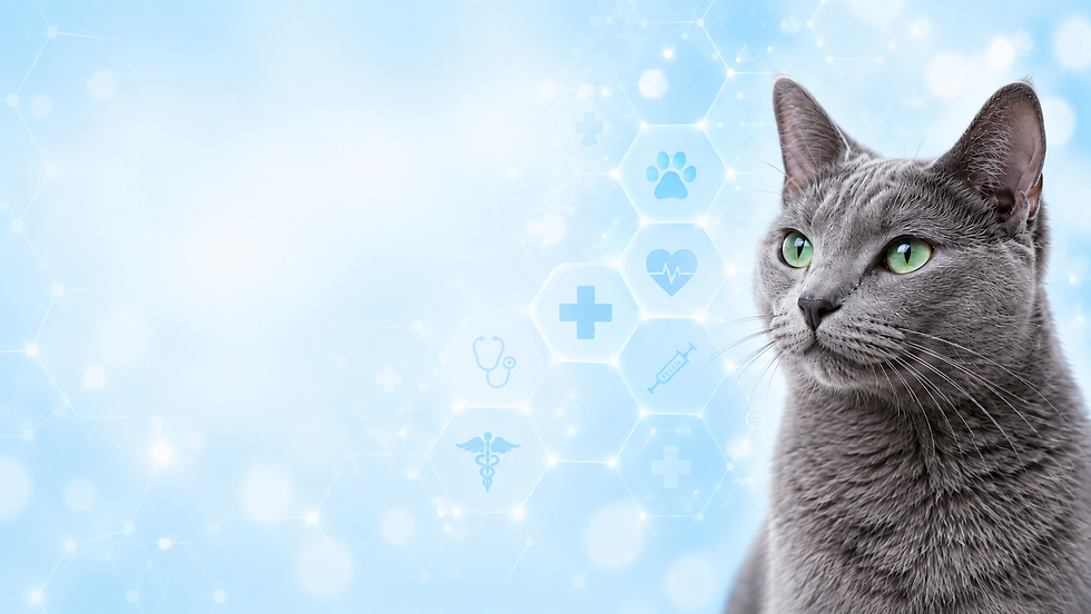 Cat examined at Petvise Animal Hospital