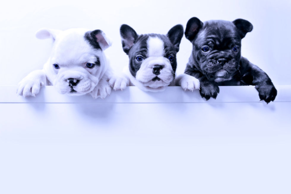 Healthy puppies,Happy life