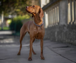 220250329TheSnootPetPhotography-33-Edit-Edit copy