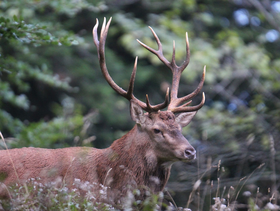 Sortie ''Brame du cerf''