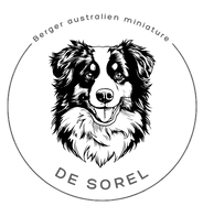 Élevage de Sorel de bergers auxtraliens miniature Granby Québec