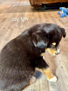 Jeune chiot mâle noir tricolore près de Granby