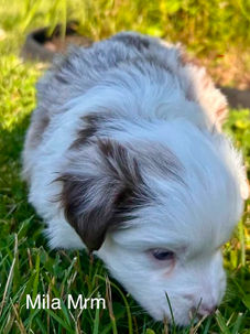 Mâle berger australien miniature rouge merle de l’Élevage De Sorel près de Granby