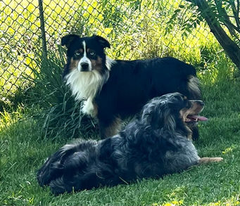 Mâle berger australien miniature à Granby – Jasper, reproducteur de l’Élevage de Sorel. Disponible pour accouplement, chiot de qualité, intelligent et affectueux.