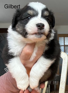 Chiot mâle noir berger australien miniature, Élevage De Sorel