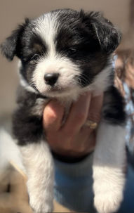 Femelle chiot berger australien miniature tricolore noire de l’Élevage De Sorel (secteur Granby)