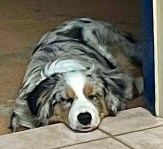 Femelle aussie bleue merle photographiée à l’Élevage De Sorel