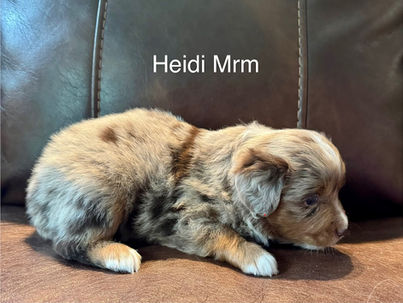 Berger australien miniature mâle rouge merle de l’Élevage De Sorel