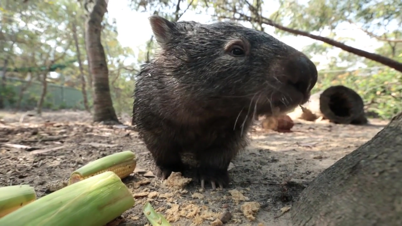 Animals We Love: Ali the Wombat