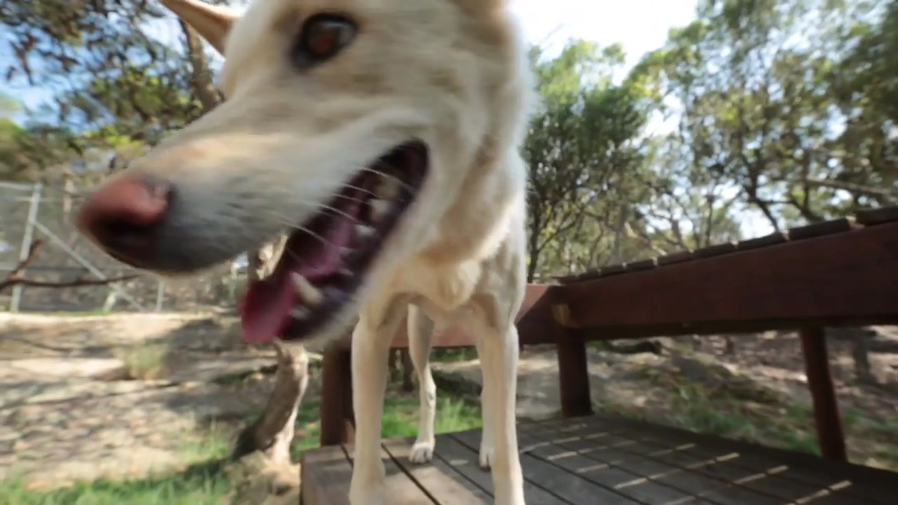 Animals We Love: Kirrika the Dingo