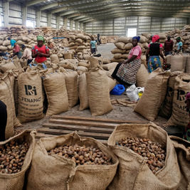 Anacarde : comment le Sénégal compte transformer une culture secondaire en moteur d'industrialisation