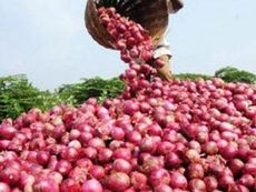 Le gouvernement lève le gel des importations d’oignon pour assurer l’approvisionnement du marché
