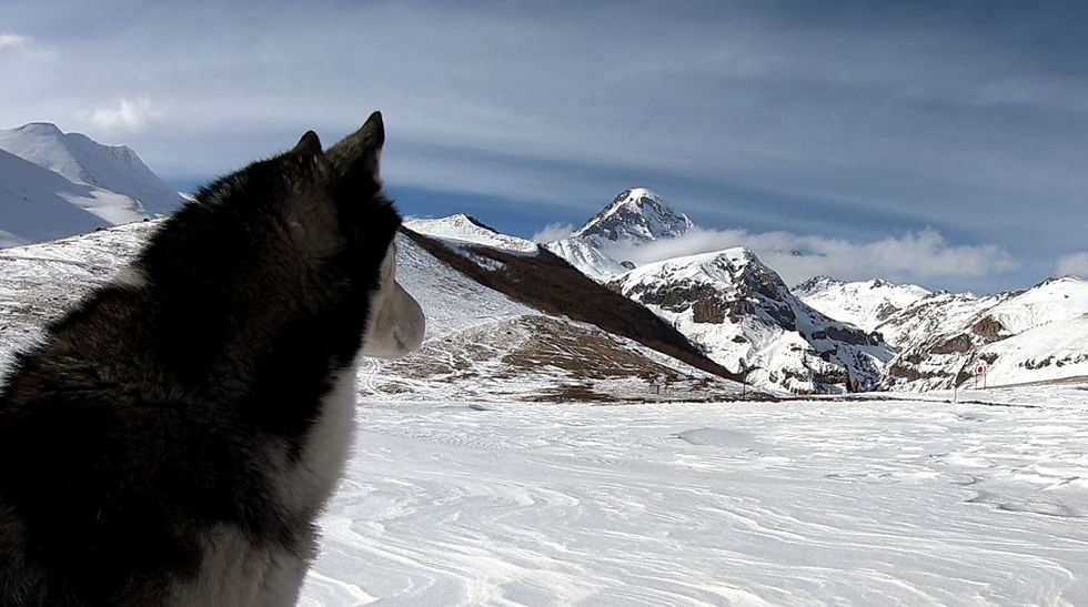 Sabaka patrzy na Kazbek