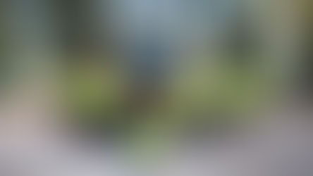 EL LUNES COMIENZA ACTIVIDADES LA ACADEMIA LOBAS DE AGUASCALIENTES